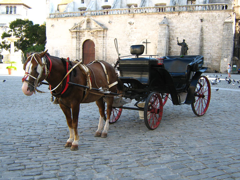 Havan Taxi- Horse Drawn